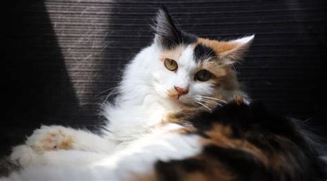 how long do calico cats live|how do calico cats reproduce.